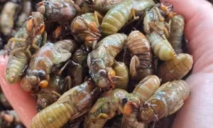 Cảnh báo nguy cơ dị ứng khi ăn ve sầu