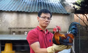 Anh Lê Đỗ Chinh thành công trong thuần dưỡng và nhân giống phát triển mô hình chăn nuôi gà rừng an toàn. Nguồn: dantri.com.vn