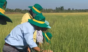 Trồng lúa thông minh lãi đến 26 triệu đồng/ha/vụ ở Trà Vinh