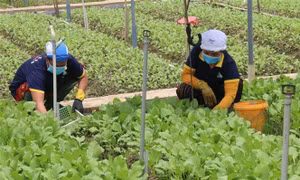 Ứng dụng công nghệ nâng cao hiệu quả trồng màu