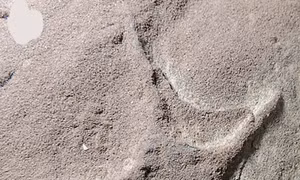 Phát hiện kỳ thú về các loài chim sống cùng thời khủng long