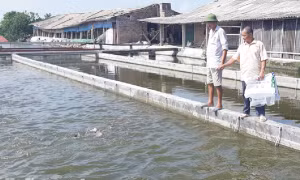 Hà Nam nhân rộng mô hình nuôi cá ứng dụng công nghệ “sông trong ao”