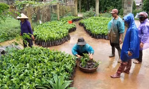 Cây giống cà phê chè catimor phục vụ công tác tái canh cho các hộ nông dân. Nguồn:huonghoa.quangtri.gov.vn