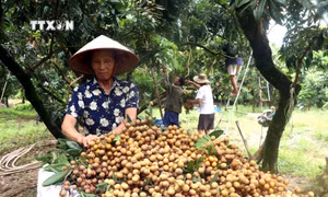 Nhiều nông dân Hưng Yên tâm huyết, bảo tồn các giống nhãn đặc sản