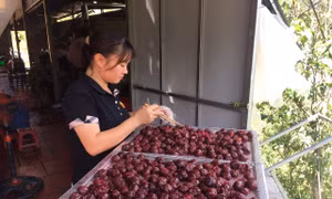 Sải Thị Bích Huế - Cô gái Phù Lá nâng tầm giá trị mận tam hoa Bắc Hà