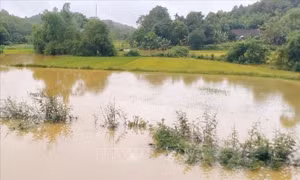 Nhiều diện tích lúa ở xã Minh Quán, huyện Trấn Yên, tỉnh Yên Bái bị ngập lụt. Ảnh: TTXVN phát