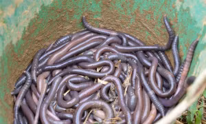 Giun đất giúp phục hồi đất bị ô nhiễm cadimi