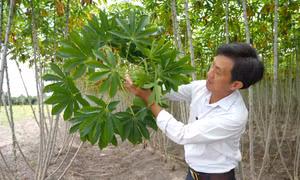 Kiểm tra tình trạng nhiễm bệnh khảm lá trên cây sắn tại huyện Châu Thành, tỉnh Tây Ninh. Ảnh: Minh Phú – TTXVN