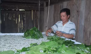 Mô hình trồng dâu nuôi tằm của một hộ dân huyện Bảo Lạc, tỉnh Cao Bằng. Ảnh: Chu Hiệu - TTXVN