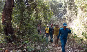 Đắk Nông tiếp tục đặt mục tiêu nâng cao độ che phủ rừng lên 42%
