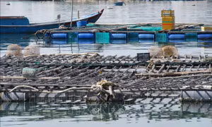 Mô hình nuôi hàu Thái Bình Dương treo dây trên bè nổi khu vực Đầm Nại (huyện Ninh Hải, Ninh Thuận). Ảnh: Nguyễn Thành – TTXVN