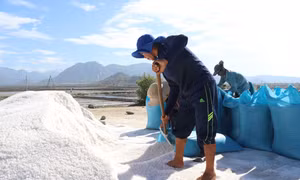 Diêm dân xã Nhơn Hải (Ninh Hải, Ninh Thuận) đóng bao muối đưa đi tiêu thụ. Ảnh: Nguyễn Thành – TTXVN