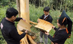 Phát triển bền vững ngành quế Việt Nam