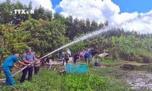 Rừng ở U Minh Hạ Cà Mau đã thoát hiểm