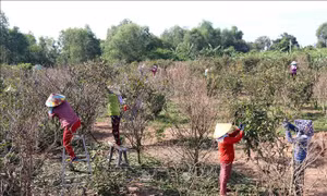 Nhà vườn nhặt lá mai để hoa nở đúng lúc. Ảnh: Hồng Hiếu - TTXVN