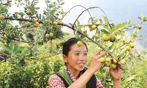 Với nhiều hộ đồng bào Mông ở thôn Suối Giao, xã Xà Hồ, huyện Trạm Tấu, cây sơn tra vừa bảo vệ rừng, giữ đất, vừa giúp xóa nghèo.