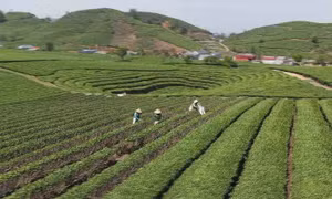 Cao nguyên Mộc Châu vào vụ chè xuân