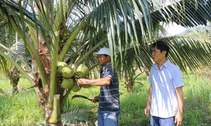 Cơ hội quảng bá hình ảnh, thương hiệu cho hợp tác xã qua số hóa