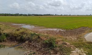 Sóc Trăng chủ động ứng phó, bảo vệ nông nghiệp trước tình hình hạn mặn phức tạp