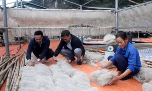 Làng nghề miến dong Đồi Ao chạy đua làm hàng Tết 