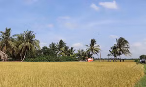 Lợi ích kép từ mô hình trồng lúa chất lượng cao, giảm phát thải ở Trà Vinh
