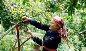 Lào Cai đa dạng nguồn sinh kế, xóa vùng "lõi nghèo"