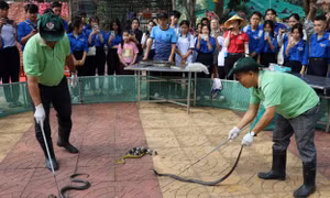 Độc đáo "vương quốc rắn" ở miền Tây