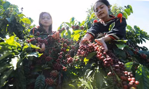 “Tri thức trồng và chế biến cà phê Đắk Lắk” trở thành di sản văn hóa phi vật thể quốc gia