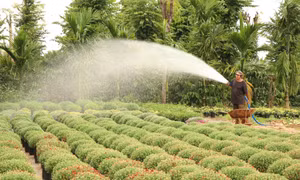 Nhà vườn Đắk Lắk tất bật chuẩn bị vụ hoa Tết
