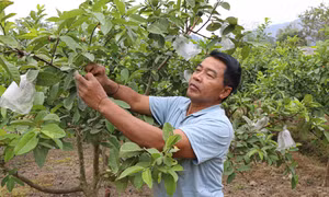 Những Bí thư chi bộ người dân tộc làm kinh tế giỏi nhờ thay đổi nếp nghĩ, cách làm ở Điện Biên
