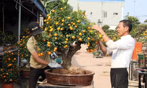 Nghệ nhân Phạm Minh Châu thổi “hồn” cho quất bonsai