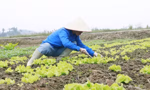 Vựa rau Tuy Lộc tất bật vào vụ Tết