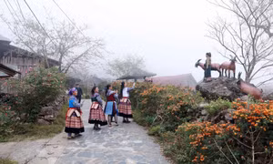 Những đỉnh núi cao, rừng đỗ quyên bạt ngàn ở Tam Đường - “viên ngọc sáng” du lịch vùng cao