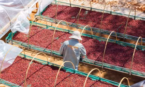 Gia Lai phát triển cà phê đặc sản thay vì chỉ xuất khẩu thô