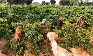 Gia Lai hướng tới mục tiêu bứt phá, chú trọng các ngành kinh tế mũi nhọn