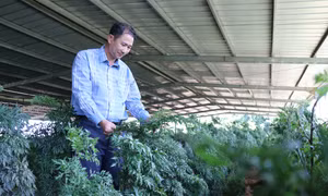 Ninh Thuận thúc đẩy phát triển sản phẩm OCOP đặc trưng, chất lượng cao