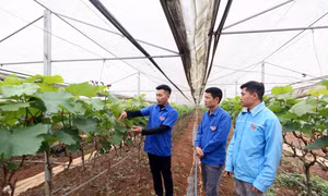 Tuổi trẻ Sơn La với khát vọng lập thân, lập nghiệp