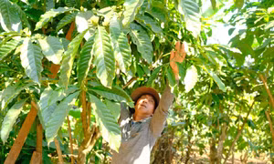 Đảng viên sát cánh cùng buôn làng nâng cao đời sống ở xã Đinh Trang Thượng