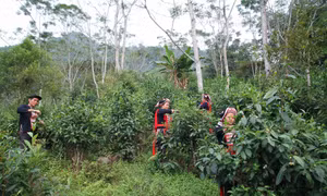 Sản phẩm OCOP - "Đại sứ" văn hóa của Hà Giang