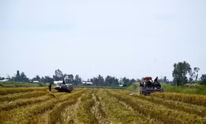Tăng giá trị sản phẩm trên 1 ha đất sản xuất tại Kiên Giang