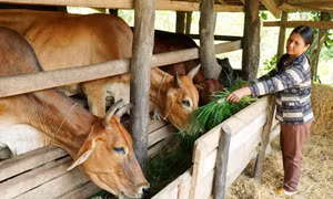 Chị Đinh Thị Eo - Gương phụ nữ Bahnar vượt khó vươn lên làm giàu nơi rẻo cao