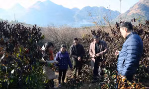 Sương muối gây ảnh hưởng, thiệt hại nhiều diện tích cà phê ở Sơn La
