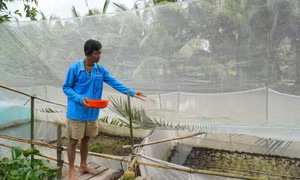 Giảm nghèo bền vững trong vùng đồng bào Khmer​ tỉnh Kiên Giang