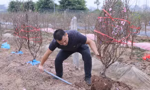 Người trồng đào ở Nam Dịnh thắng lớn vụ Tết