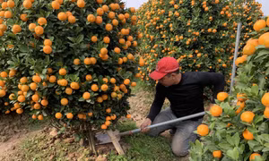 Quất Nam Phong đắt hàng, được giá