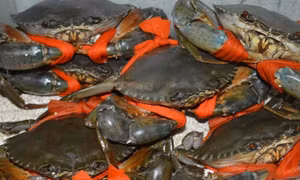 Nuôi cua biển lãi hơn 100.000 đồng/kg thương phẩm