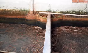 Nuôi lươn không bùn thu nhập hàng trăm triệu đồng/năm ở Kiên Giang