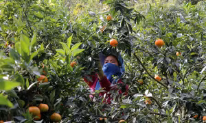 Quýt Nam Sơn tạo thu nhập bền vững cho người dân vùng cao Tân Lạc