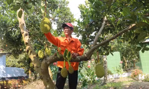 Tiền Giang chuyển đổi cây trồng, vật nuôi cho người dân vùng ngập lũ đầu nguồn