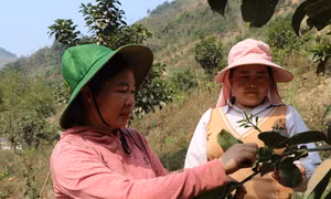 Trưởng thôn Lò Thị Phương gieo niềm tin, giúp đồng bào dân tộc thiểu số thoát nghèo bền vững